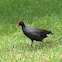 Common Moorhen