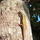 Keeled Indian mabuya(golden skink)