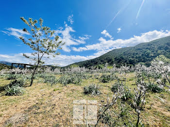 terrain à Castifao (2B)