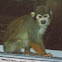 Squirrel Monkey