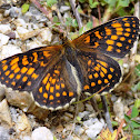 Heath Fritillary