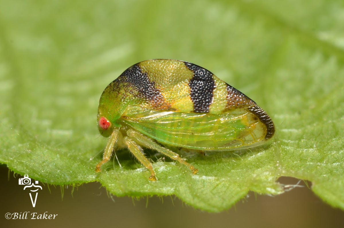 Treehopper