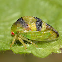 Treehopper