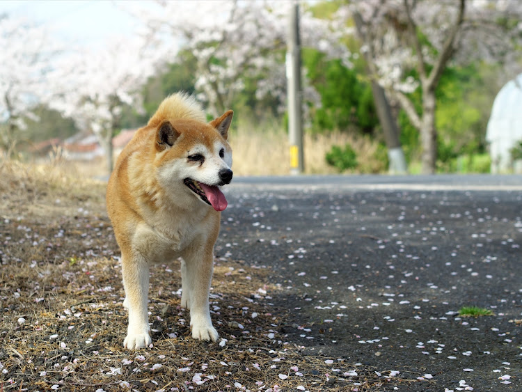 デイズのサクラと愛車・桜とコラボ・単焦点レンズ・OM-5に関するカスタム事例の投稿画像5枚目