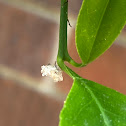 Lacewing larvae (sp)