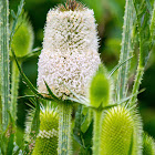 Wild Teasel