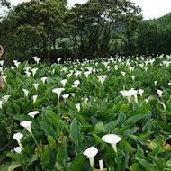 苗榜海芋園