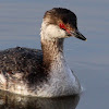 Horned Grebe (Nonbreeding) (Catching a Fish)