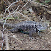 Desert Spiny Lizard