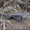 Desert Spiny Lizard