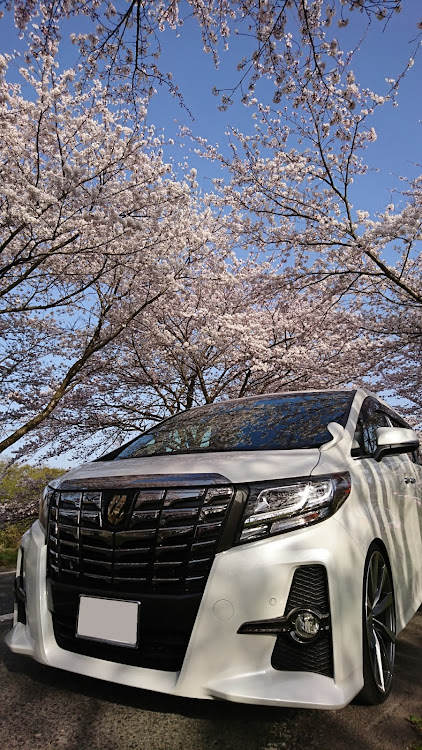 アルファードのコロナウイルスに負けるな・桜と愛車・GWはどうなることやら…に関するカスタム事例の投稿画像2枚目