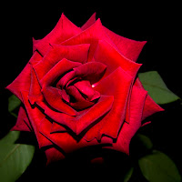 Red rose di 