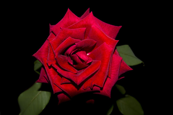 Red rose di LorenzoVitali