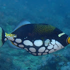 Clown Triggerfish