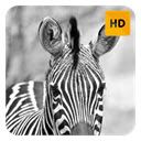 Zebra Wallpaper HD New Tab Theme©