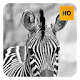 Zebra Wallpaper HD New Tab Theme©