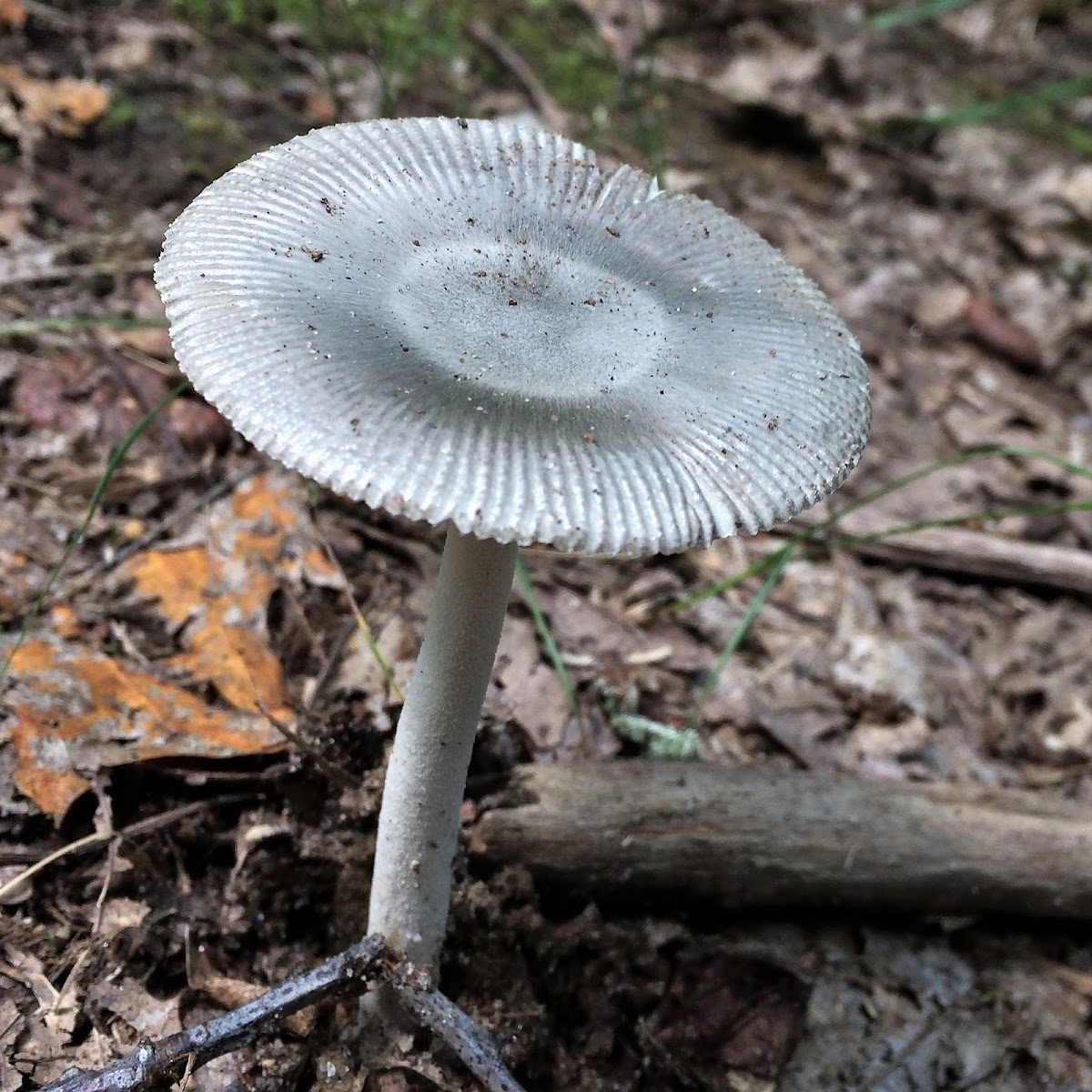 unknown mushroom