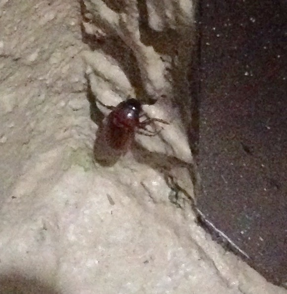 Unknown Spotting ( One Beetle )