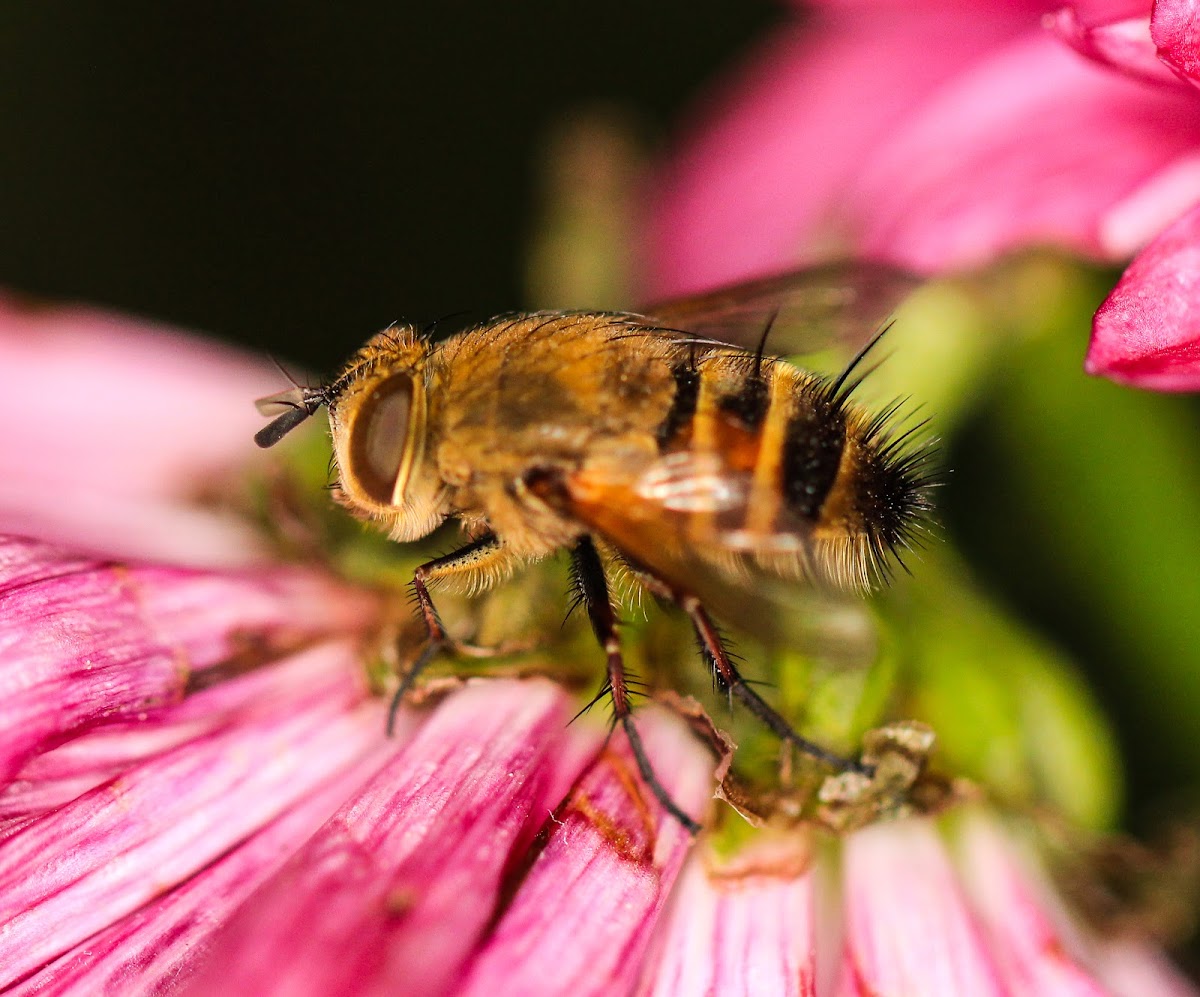 Tachinid Fly