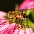 Tachinid Fly