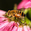 Tachinid Fly