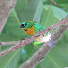 Brassy-breasted tanager
