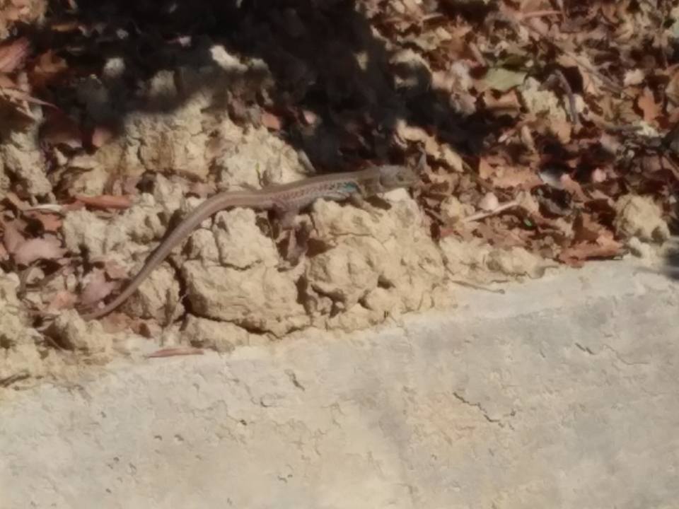 Peloponnese wall lizard