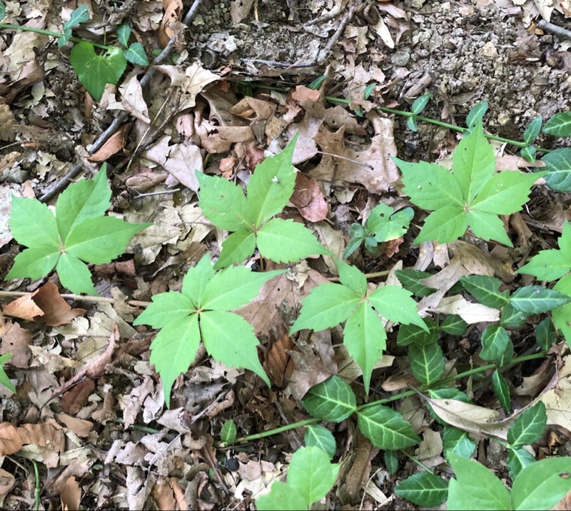 Virginia Creeper