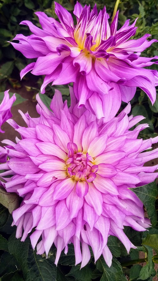 Swan Island Dahlias