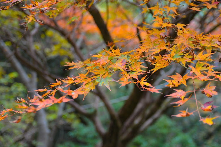 アルトラパンの奥多摩・紅葉・撮影会・2021ベストショット・12月にエントリーしますに関するカスタム事例の投稿画像2枚目