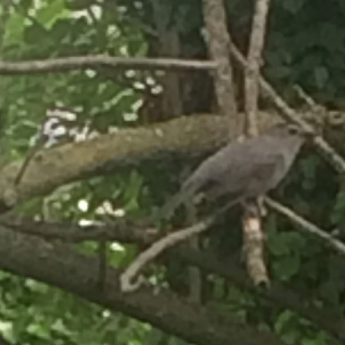 Gray Catbird