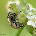 Beetle ID?