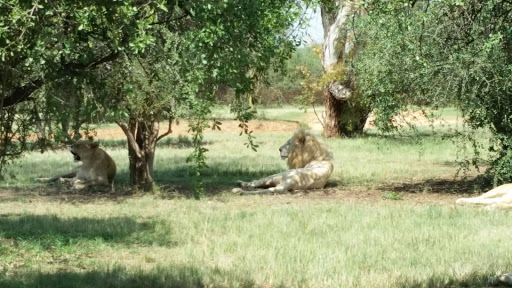 Lion Park South Africa 2015