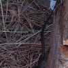 Eastern Fence Lizard