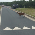 Sika Deer