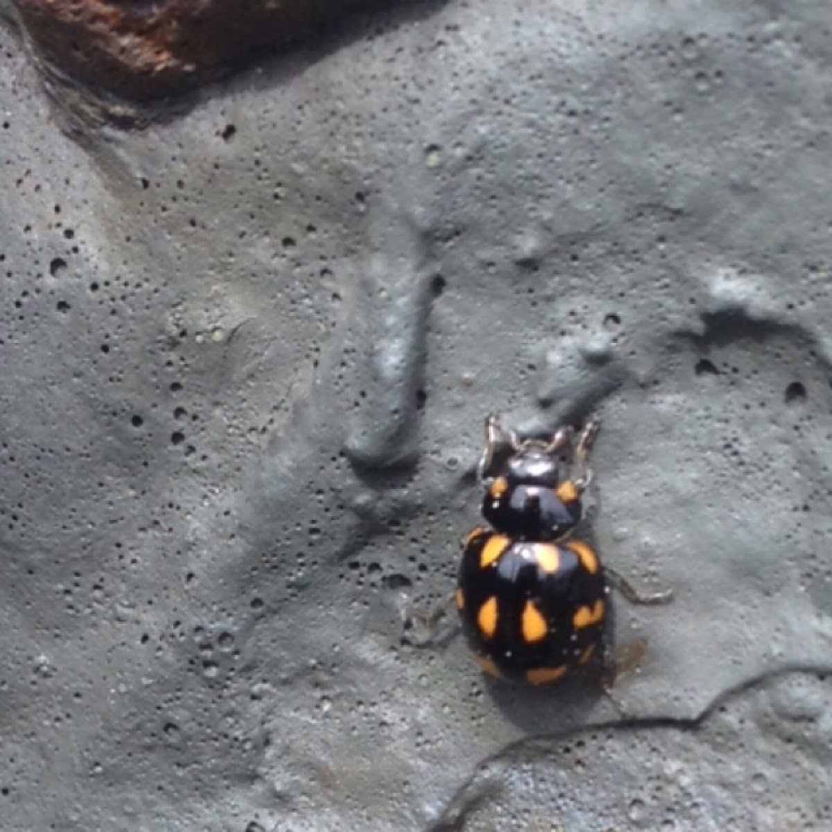 Orange-spotted Ladybug