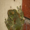 Green-eyed Tree Frog