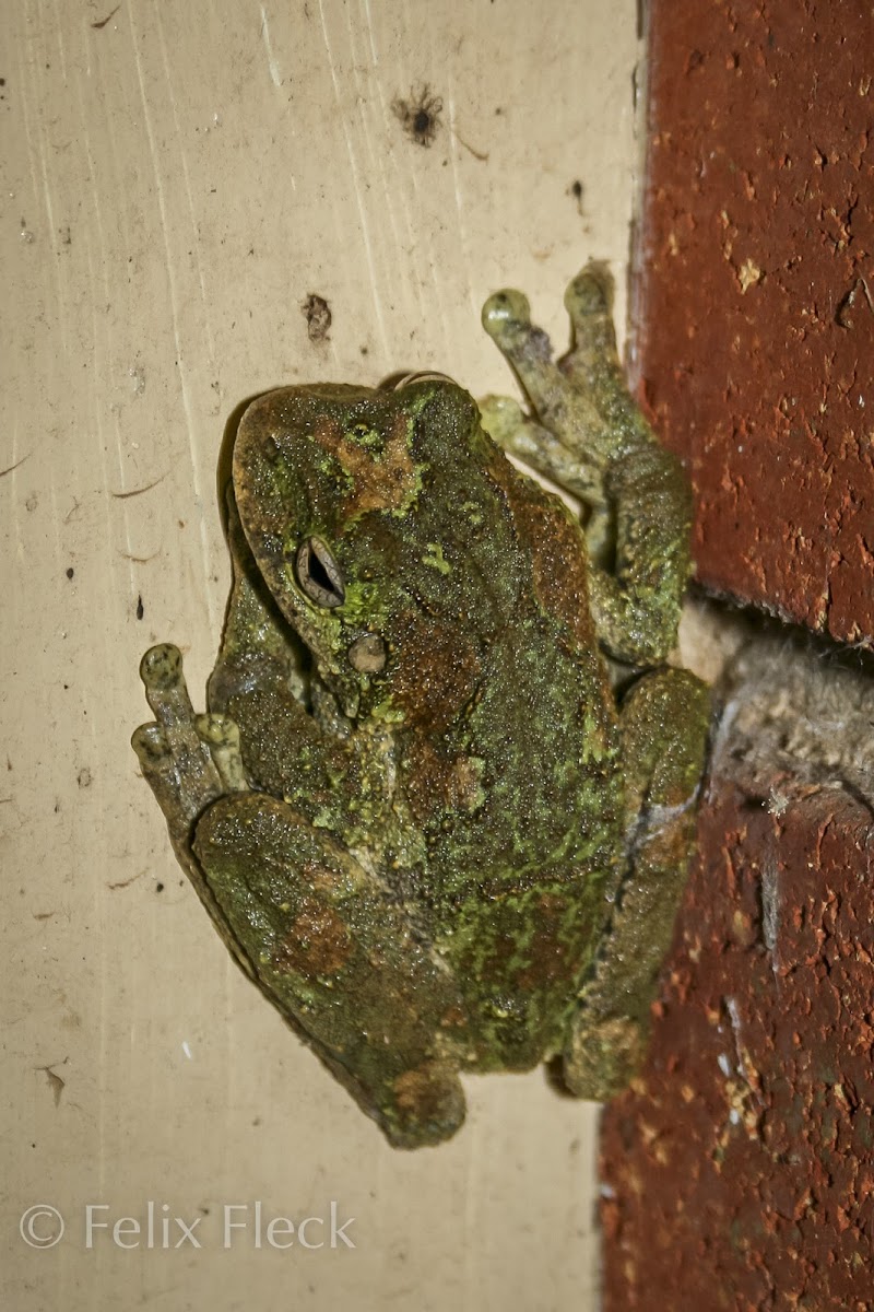 Green-eyed Tree Frog