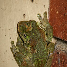 Green-eyed Tree Frog