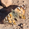 Painted Lady