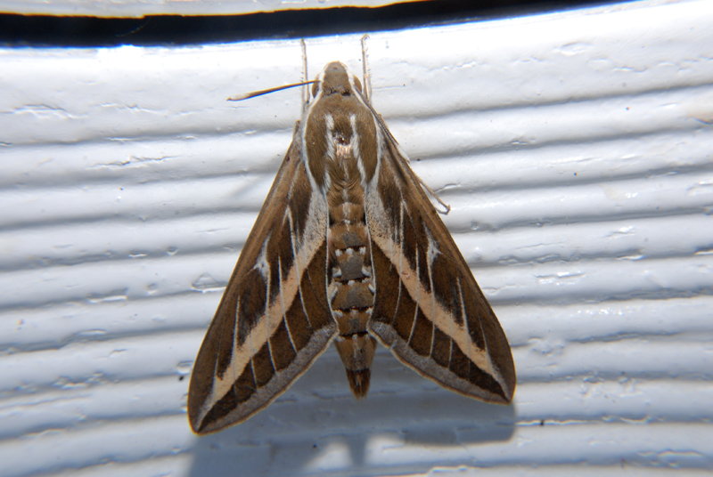 Striped Hawk-moth