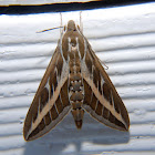 Striped Hawk-moth