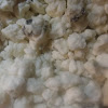 Blue Cheese Mold