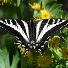 Pale Tiger swallowtail