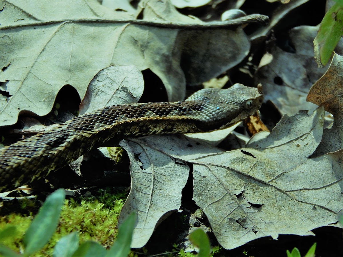 Horned Viper