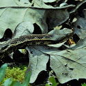 Horned Viper