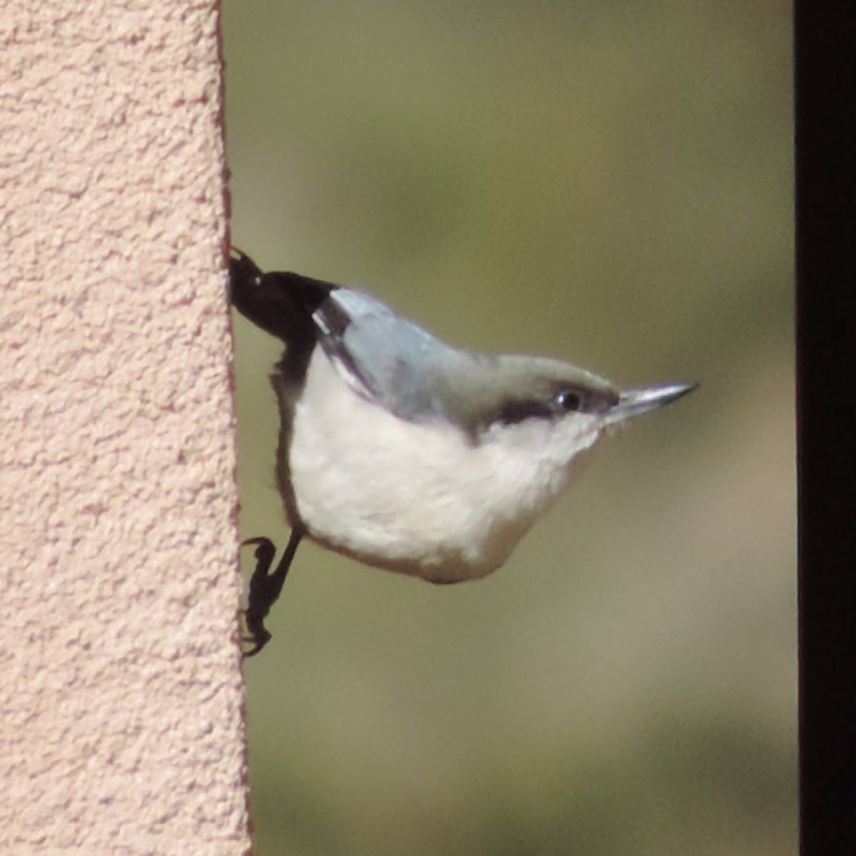 Pygmy Nuthatch