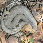 Northern Water Snake