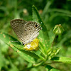 Mallow-Scrub Hairstreak