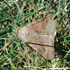 Clover Looper Moth